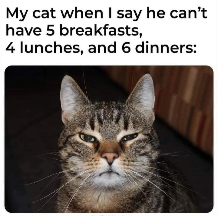 My cat when say he cant have 5 breakfasts 4 lunches and 6 dinners