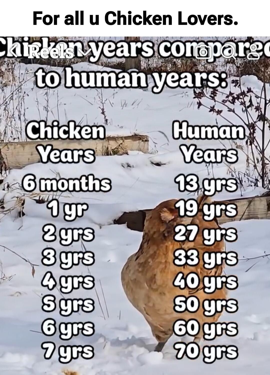 For all u Chicken Lovers. Chicken years compared to human years: Chicken Years 6 months 1 yr 2 yrs 3 yrs 4 yrs 5 yrs 6 yrs 7 yrs Human Years 13 yrs 19 yrs 27 yrs 33 yrs 40 yrs 50 yrs 60 yrs 70 yrs