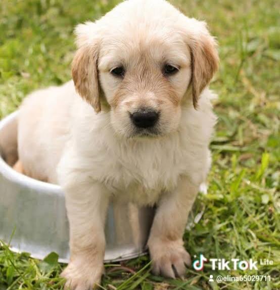 A cute puppy in a metal bowl on grass.