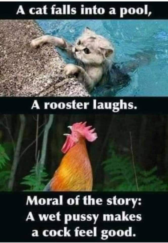 A cat falls mto a pool A rooster Iaughfs i Moral of the story A wet pussy makes a cock feel good