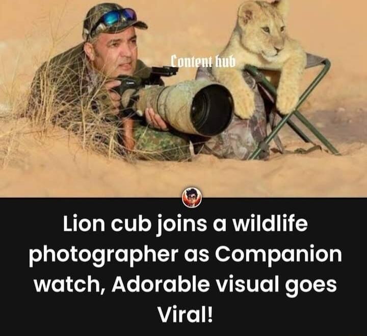 Lion cub joins a wildlife photographer as Companion watch Adorable visual goes Viral