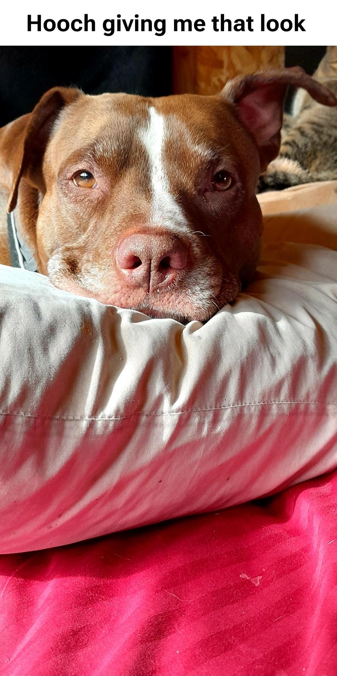 Hooch giving me that look