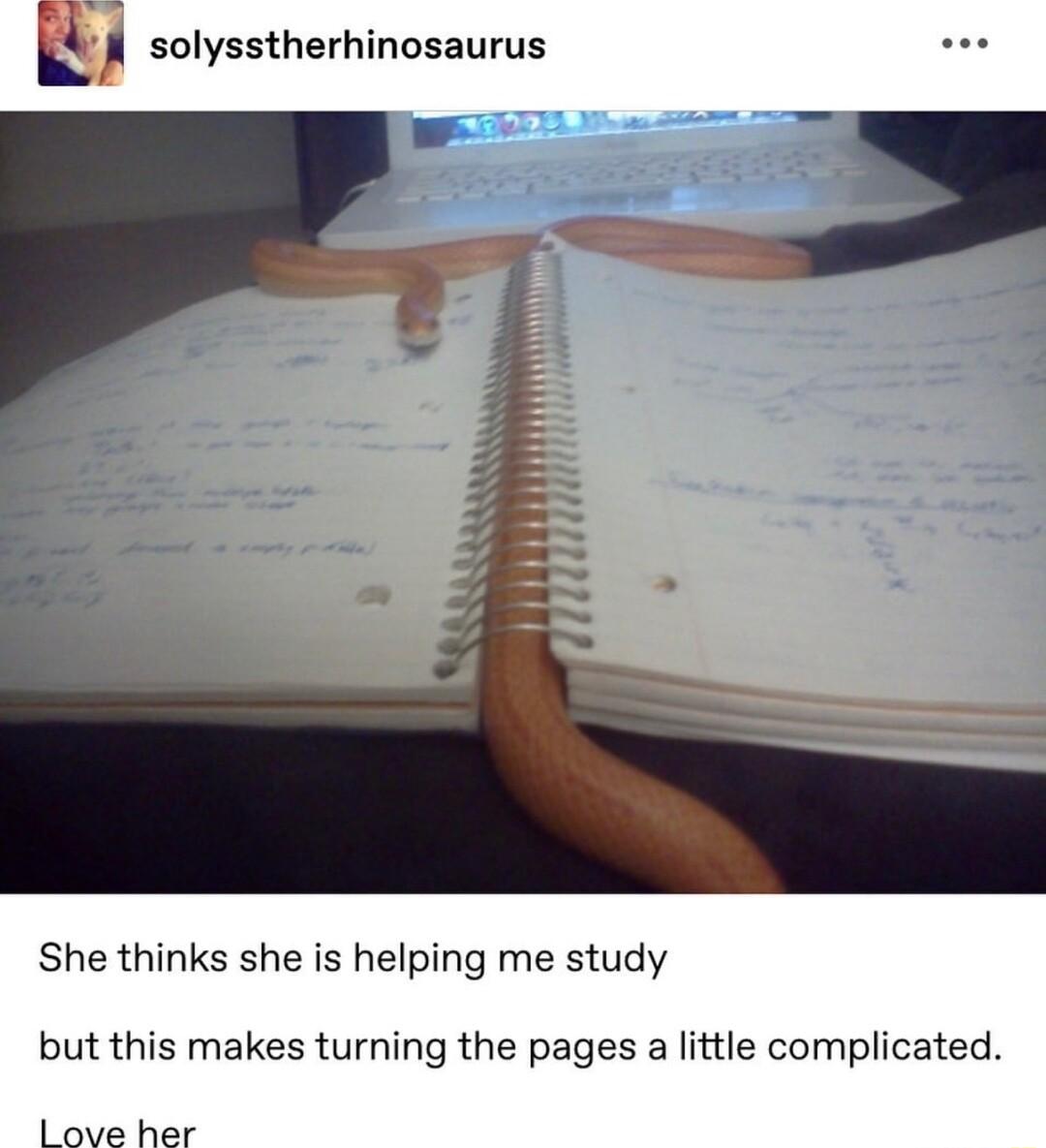 solysstherhinosaurus She thinks she is helping me study but this makes turning the pages a little complicated