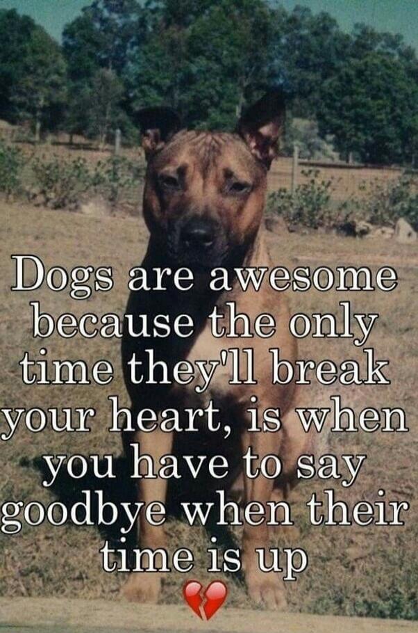 Dogs are awesome because the only time they'll break your heart, is when you have to say goodbye when their time is up