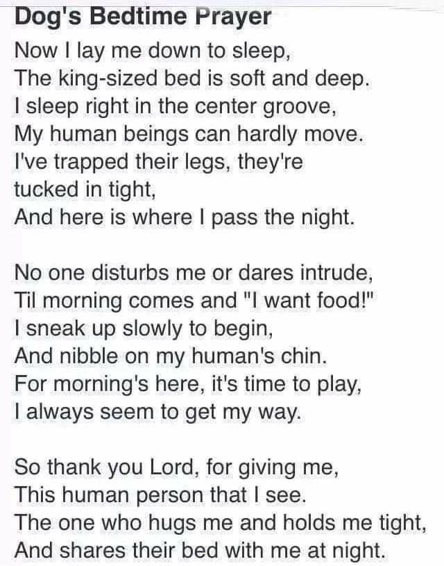 Dogs Bedtime Prayer Now lay me down to sleep The king sized bed is soft and deep sleep right in the center groove My human beings can hardly move Ive trapped their legs theyre tucked in tight And here is where pass the night No one disturbs me or dares intrude Til morning comes and l want food sneak up slowly to begin And nibble on my humans chin For mornings here its time to play always seem to g