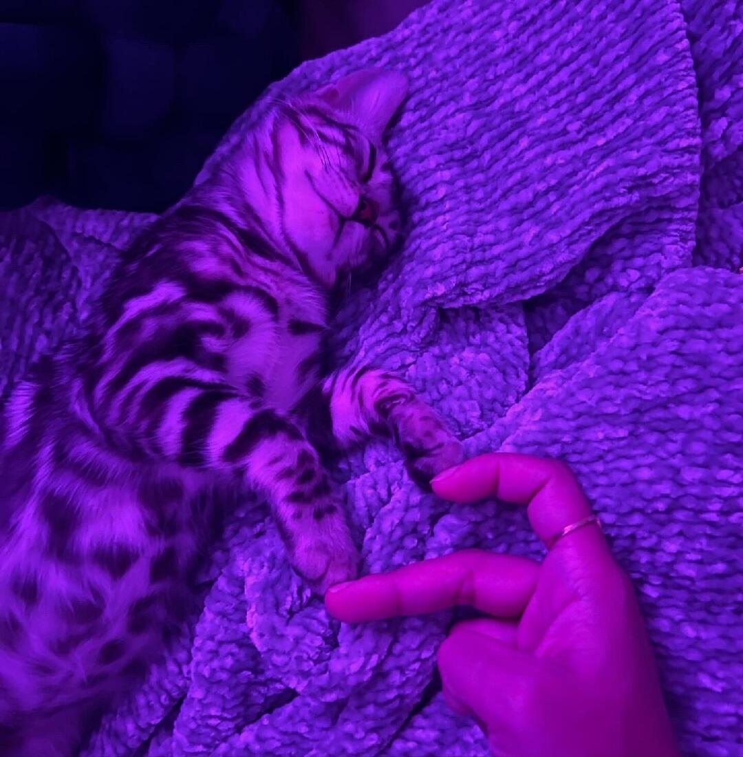 A cute Bengal kitten is sleeping peacefully on a soft blanket, bathed in purple light. A hand is gently touching its paw.