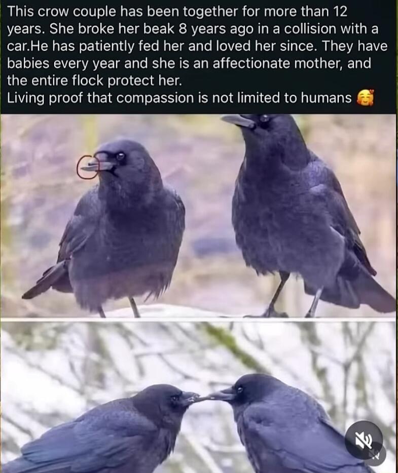 This crow couple has been together for more than 12 years She broke her beak 8 years ago in a collision with carHe has patiently fed her and loved her since They have babies every year and she is an affectionate mother and the entire flock protect her Living proof that compassion is not limited to humans