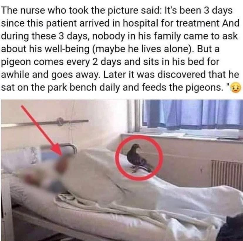 The nurse who took the picture said Its been 3 days since this patient arrived in hospital for treatment And during these 3 days nobody in his family came to ask about his well being maybe he lives alone But a pigeon comes every 2 days and sits in his bed for awhile and goes away Later it was discovered that he sat on the park bench daily and feeds the pigeons