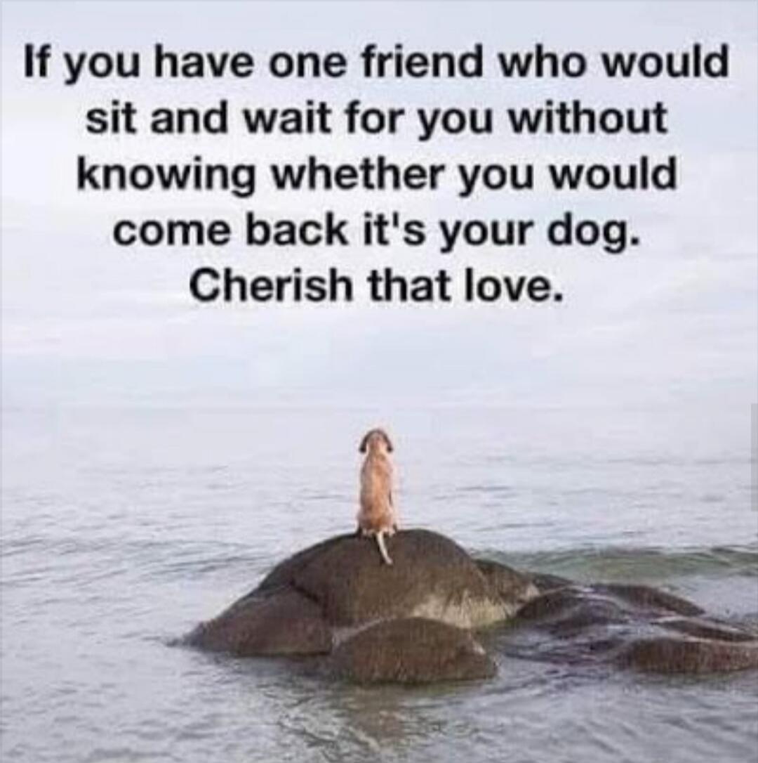If you have one friend who would sit and wait for you without knowing whether you would come back it's your dog. Cherish that love.