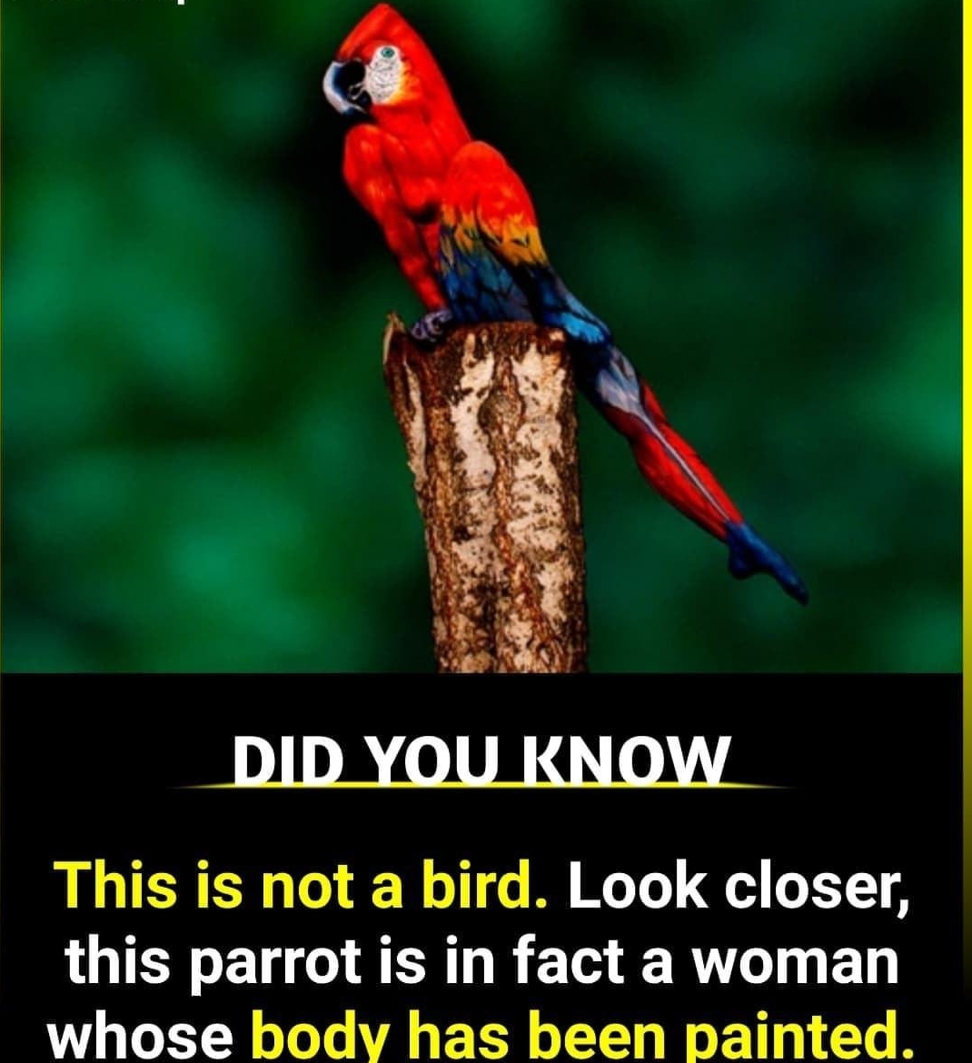 This is not a bird Look closer this parrot is in fact a woman whose bodv has been painted