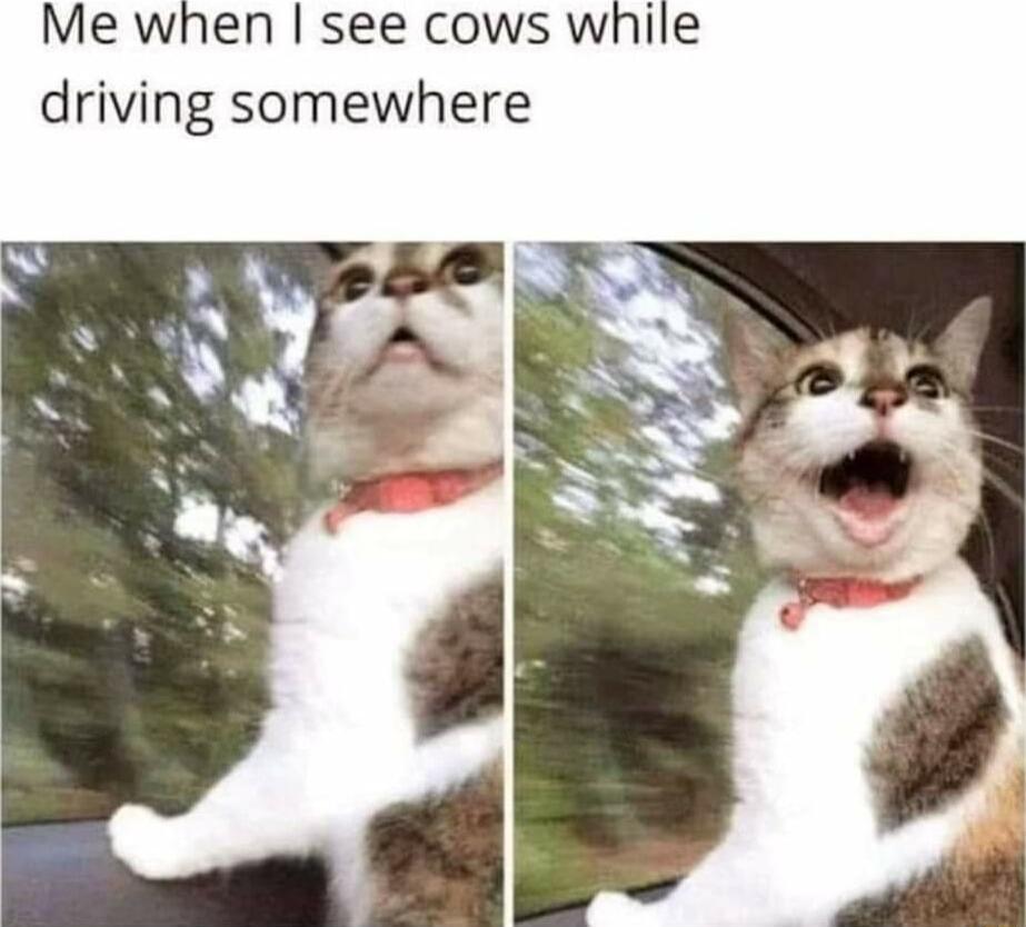 Me when see cows while driving somewhere