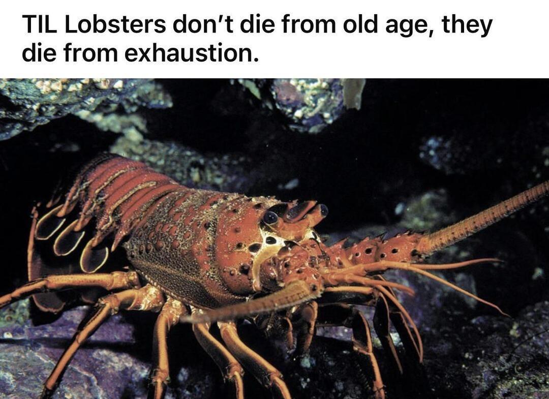 TIL Lobsters dont die from old age they die from exhaustion A N
