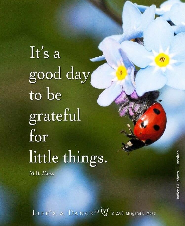 It's a good day to be grateful for little things.
M.B. Moss