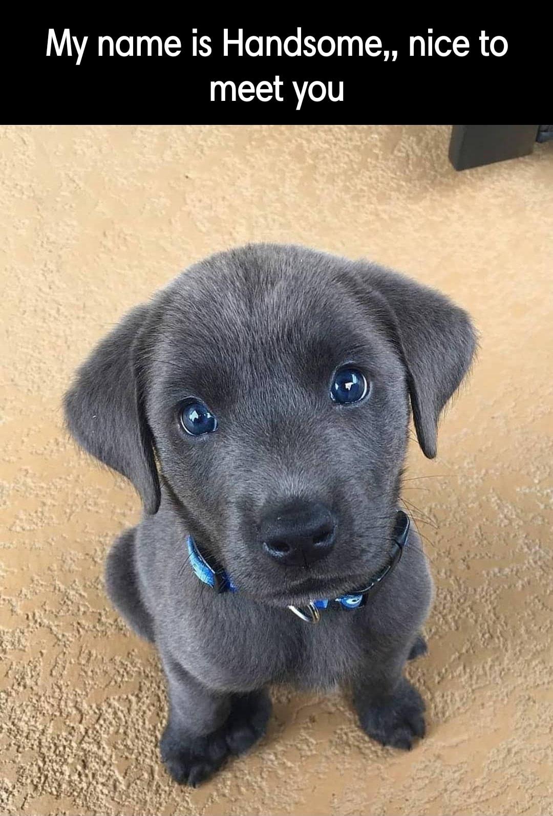 My name is Handsome nice to meet you