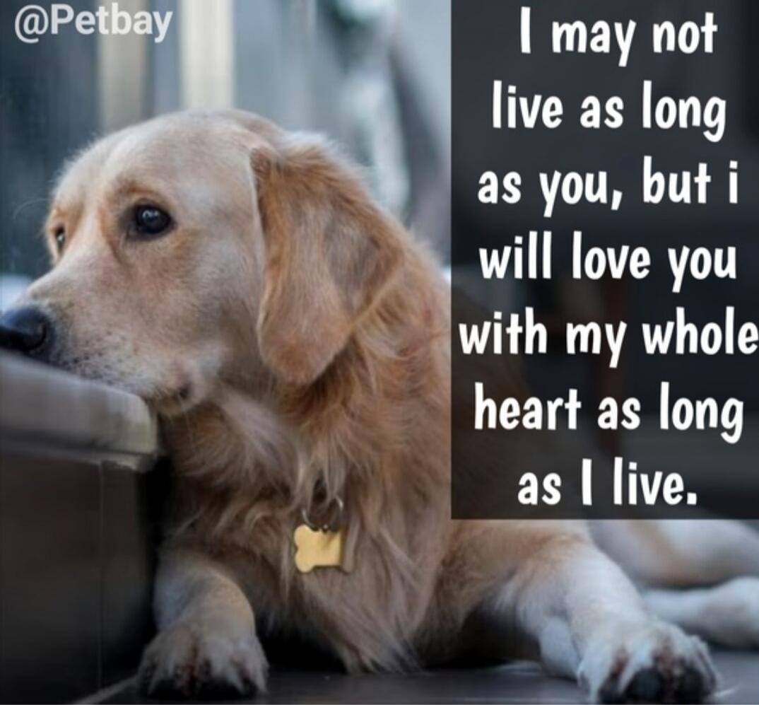 I may not live as long as you, but I will love you with my whole heart as long as I live. @Petbay