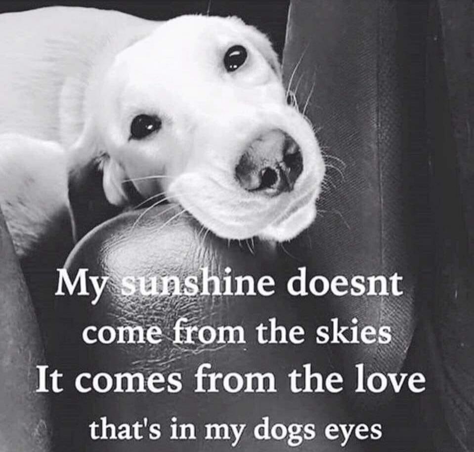 My sunshine doesnt come from the skies It comes from the love that's in my dogs eyes