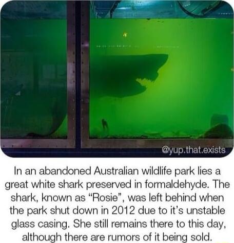 yupthatexist In an abandoned Australian wildlife park lies a great white shark preserved in formaldehyde The shark known as Rosie was left behind when the park shut down in 2012 due to its unstable glas ing She still remains there to tt although there are rumors of it being