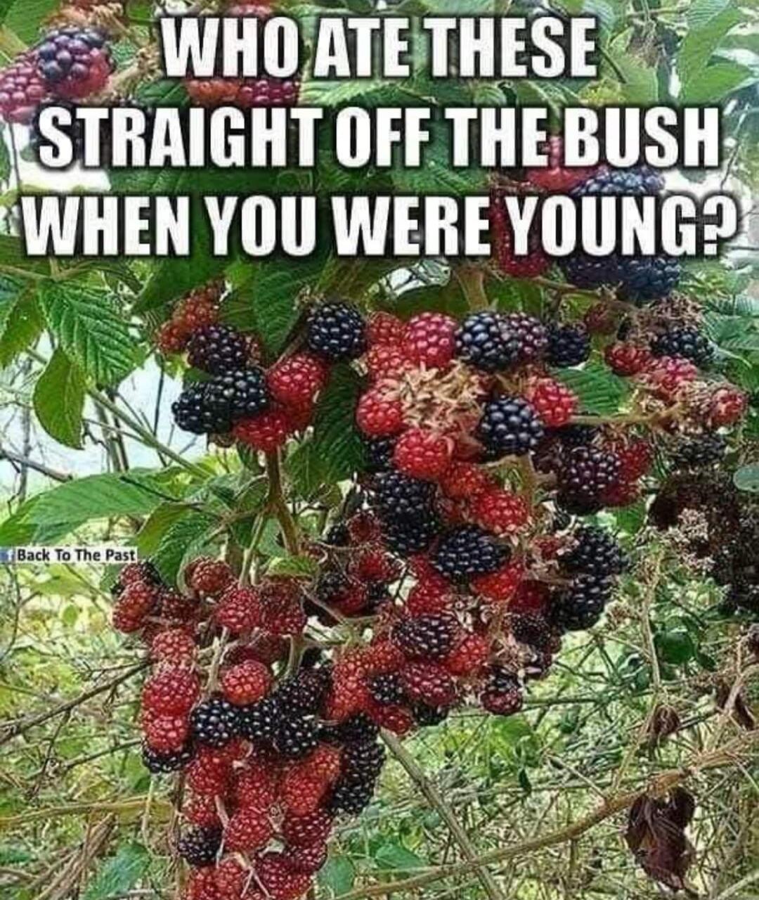 WHO ATE THESE STRAIGHT OFF THE BUSH WHEN YOU WERE YOUNG? Back To The Past