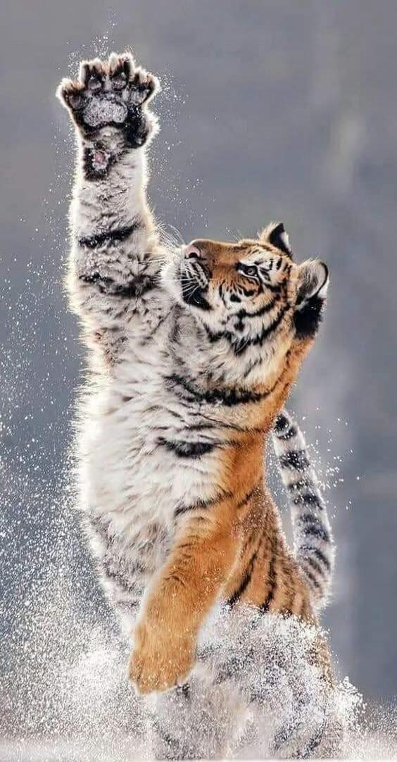 Tiger cub jumps in the snow with paw raised.