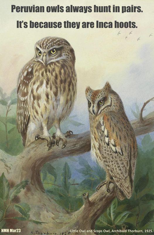 Peruvian owls always hunt in pairs Its because they are Inca hoots HMH Mar23 ittle OwlandScops Owl Archibald Thorburn 1925