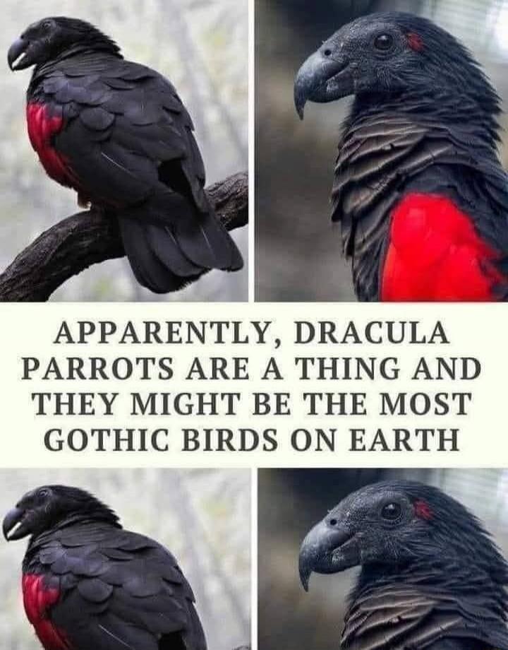 APPARENTLY, DRACULA PARROTS ARE A THING AND THEY MIGHT BE THE MOST GOTHIC BIRDS ON EARTH
