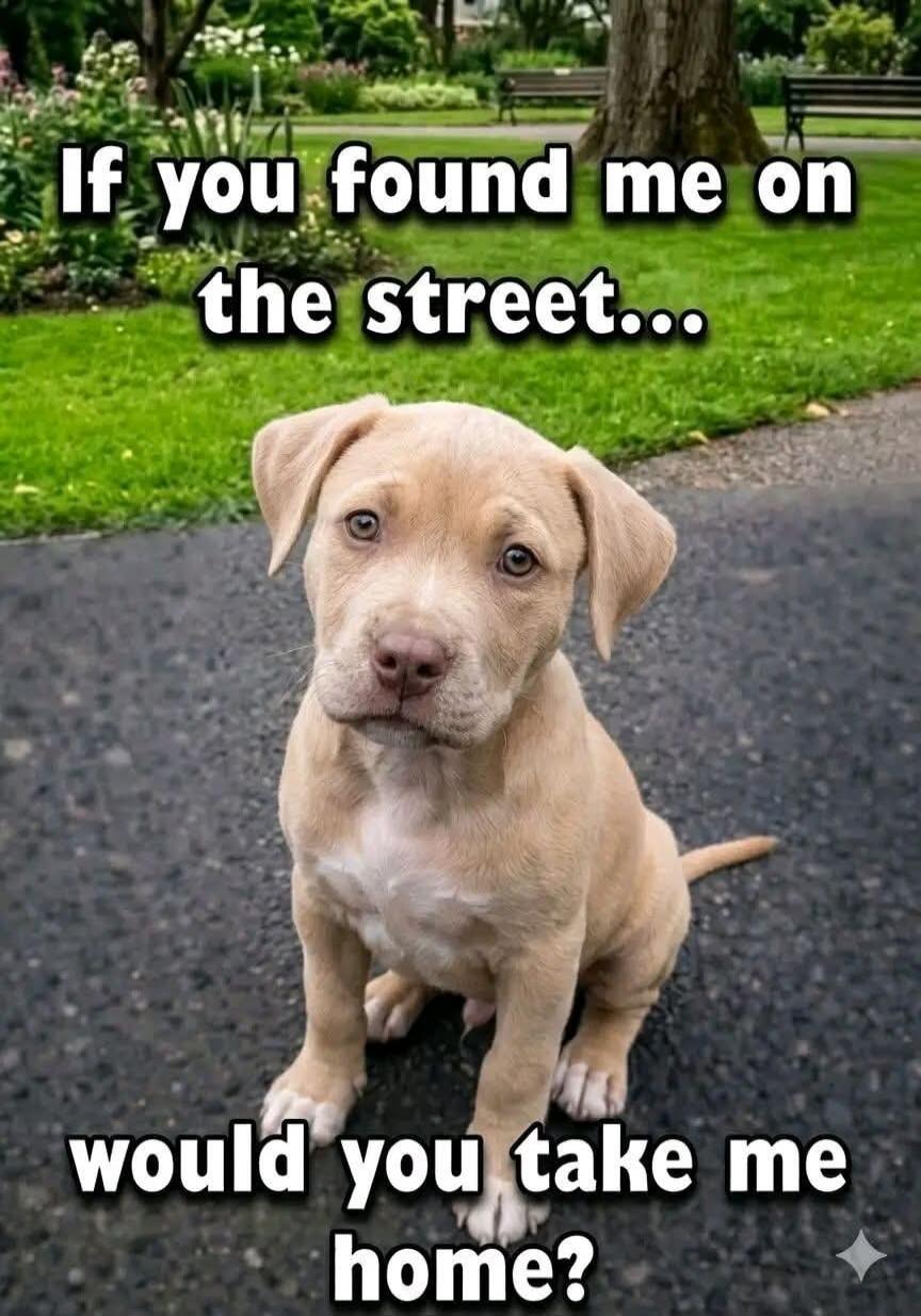 If you found me on the street... would you take me home?