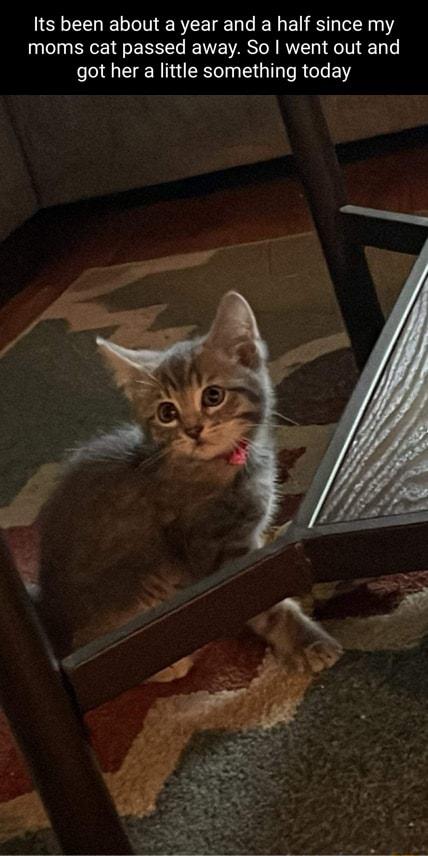Its been about a year and a half since my moms cat passed away So went out and got her a little something today