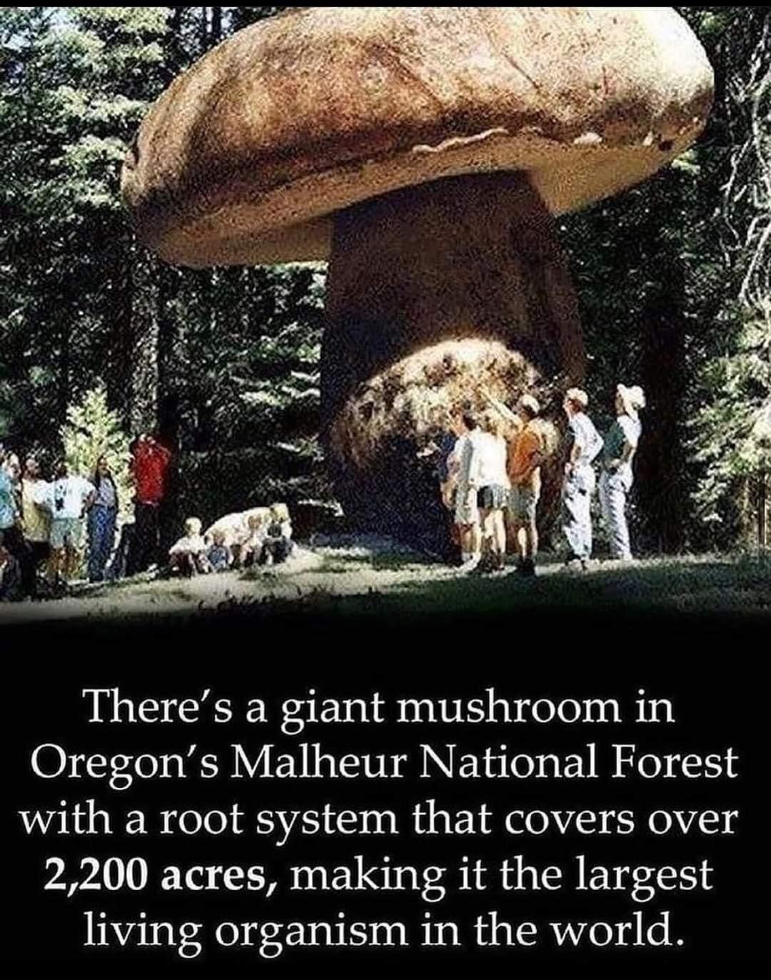 Theres a giant mushroom in 1003 o WP EV 1 T AT 0 1 B A0 15 with a root system that covers over 2200 acres making it the largest living organism in the world