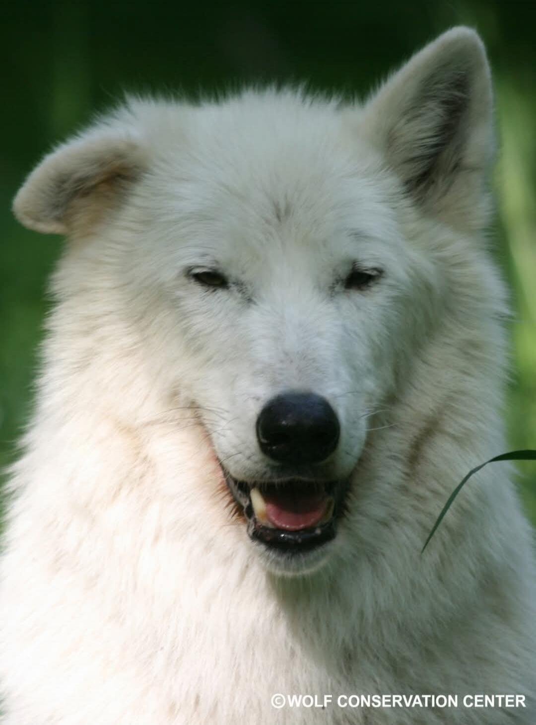 A close-up shot of a white wolf with its mouth slightly open, showing its teeth and tongue. The wolf has dark eyes and is looking towards the camera. The background is blurred green foliage. The text 
