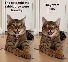 The cats told the Fabbit they woro Trondly