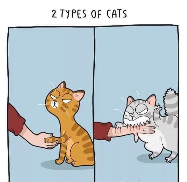 2 TYPES OF CATS