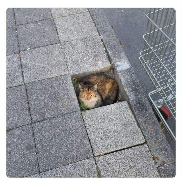 a sde cats wio reronasramostt CATBRAINCELL 344 AM Jun 11 2022 Q 18k boredpandacom