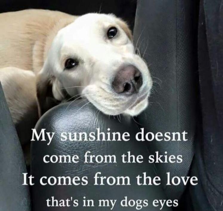 My sunshine doesn't come from the skies. It comes from the love that's in my dog's eyes.