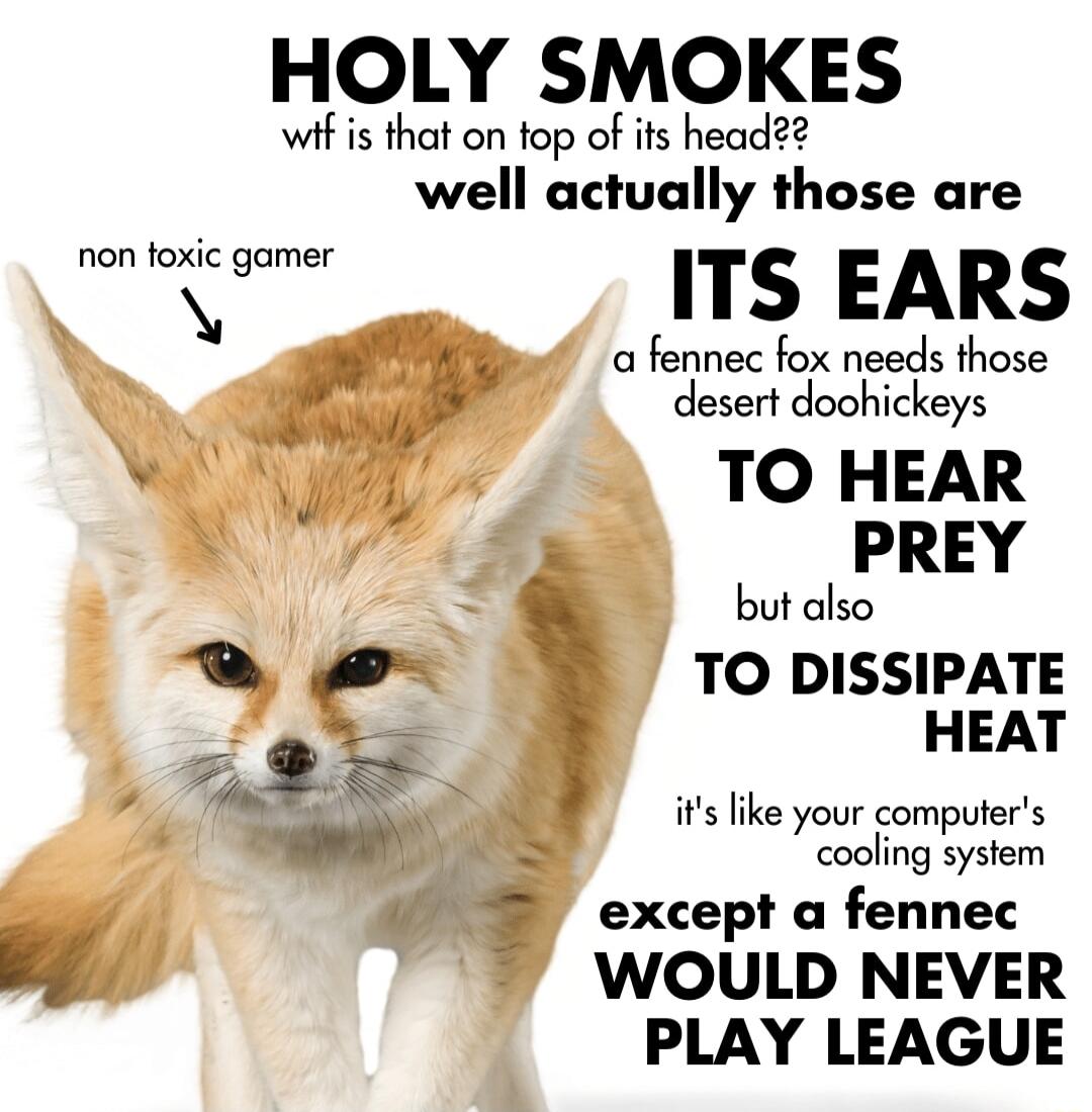 HOLY SMOKES wif is that on top of its head well actually those are non toxic gamer ITS EARS a fennec fox needs those desert doohickeys TO HEAR 23 PREY butdlso 70 DISSIPATE HEAT its ike your computers cooling system except a fennec WOULD NEVER PLAY LEAGUE