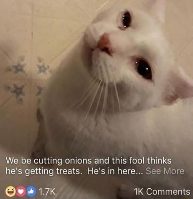 We be cutting onions and this fool thinks hes getting treats Hes in here See More Qe 17K 1K Comments