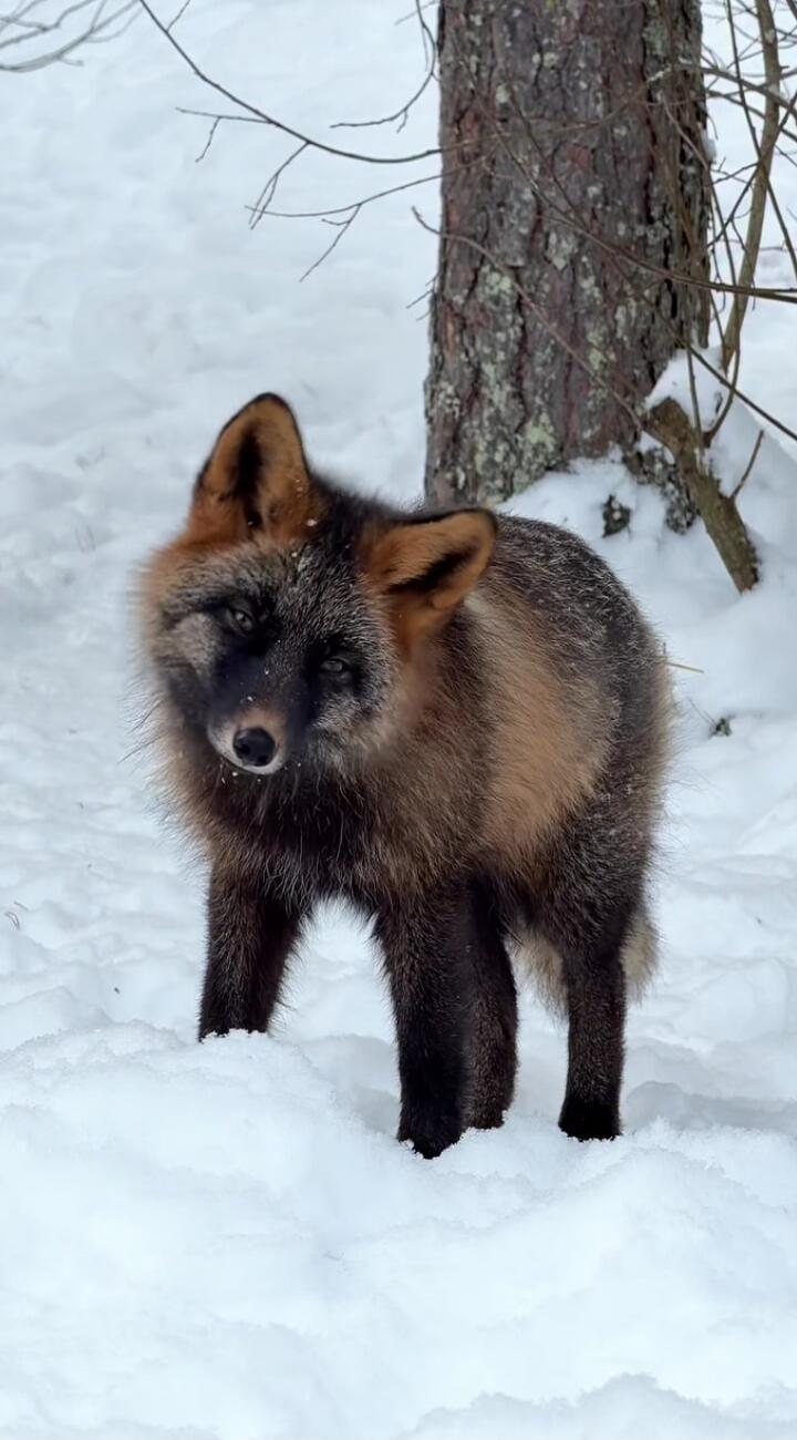 A young fox standing in the snow.