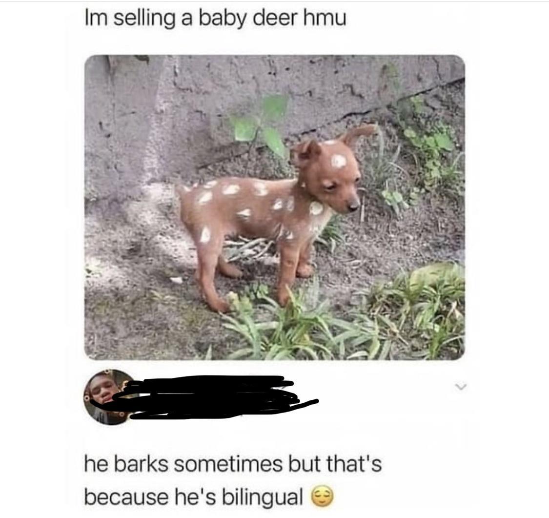 Im selling a baby deer hmu he barks sometimes but thats because hes bilingual