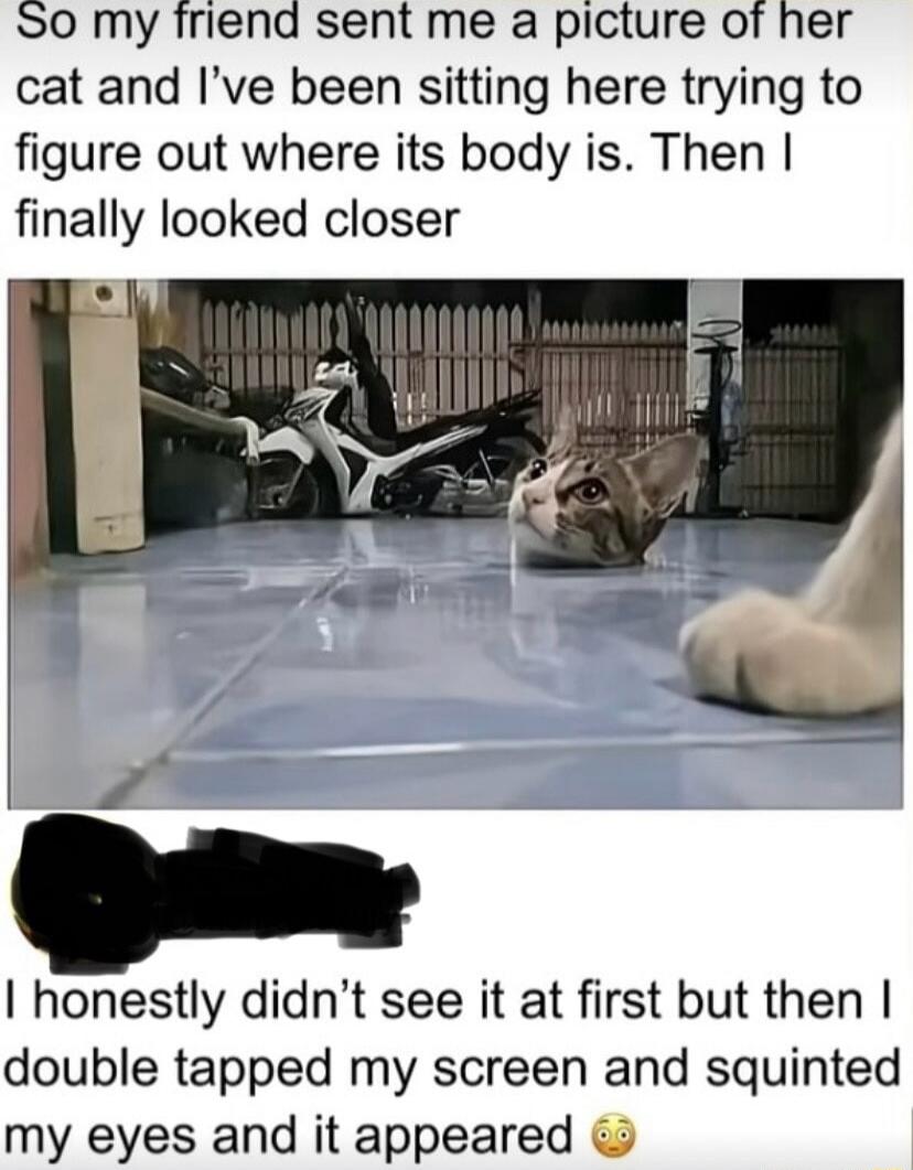 So my friend sent me a picture of her cat and I've been sitting here trying to figure out where its body is. Then I finally looked closer. I honestly didn't see it at first but then I double tapped my screen and squinted my eyes and it appeared 😳