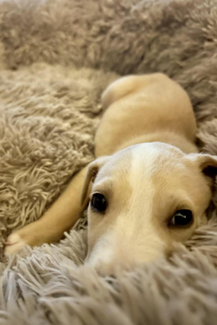 A light brown puppy lying on a fluffy rug, looking at the camera.