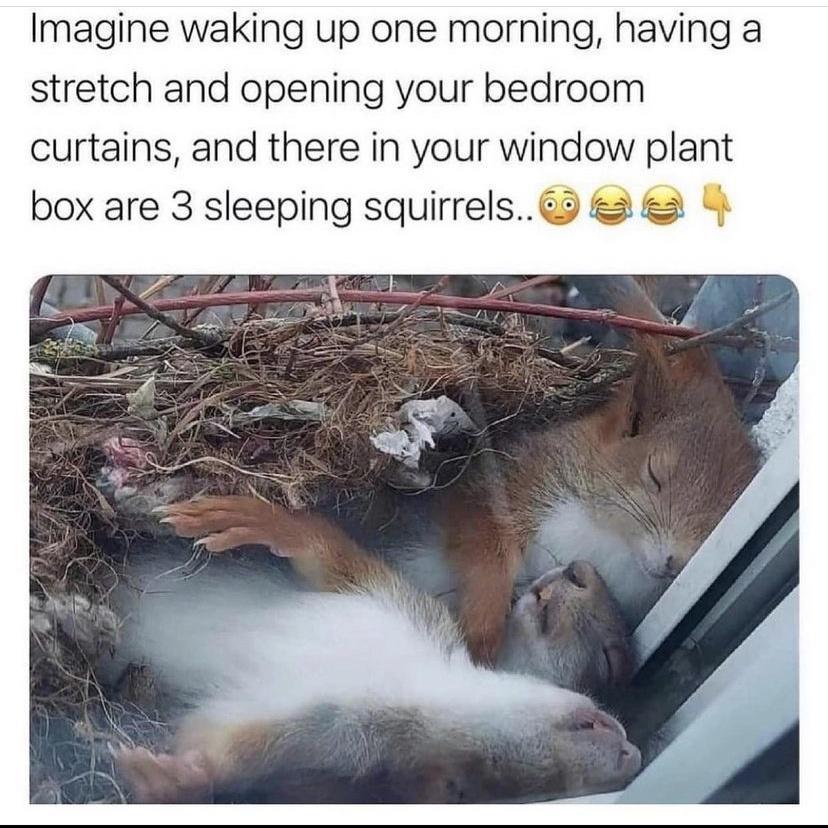 Imagine waking up one morning having a stretch and opening your bedroom curtains and there in your window plant box are 3 sleeping squirrels