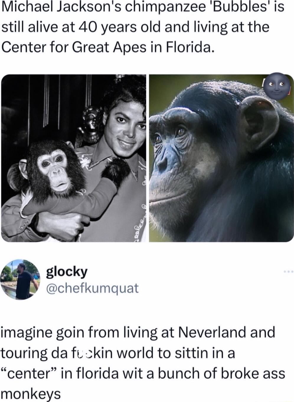 Michael Jacksons chimpanzee Bubblesis still alive at 40 years old and living at the Center for Great Apes in Florida glocky oY chefkumquat imagine goin from living at Neverland and touring da fu ckin world to sittinin a center in florida wit a bunch of broke ass monkeys