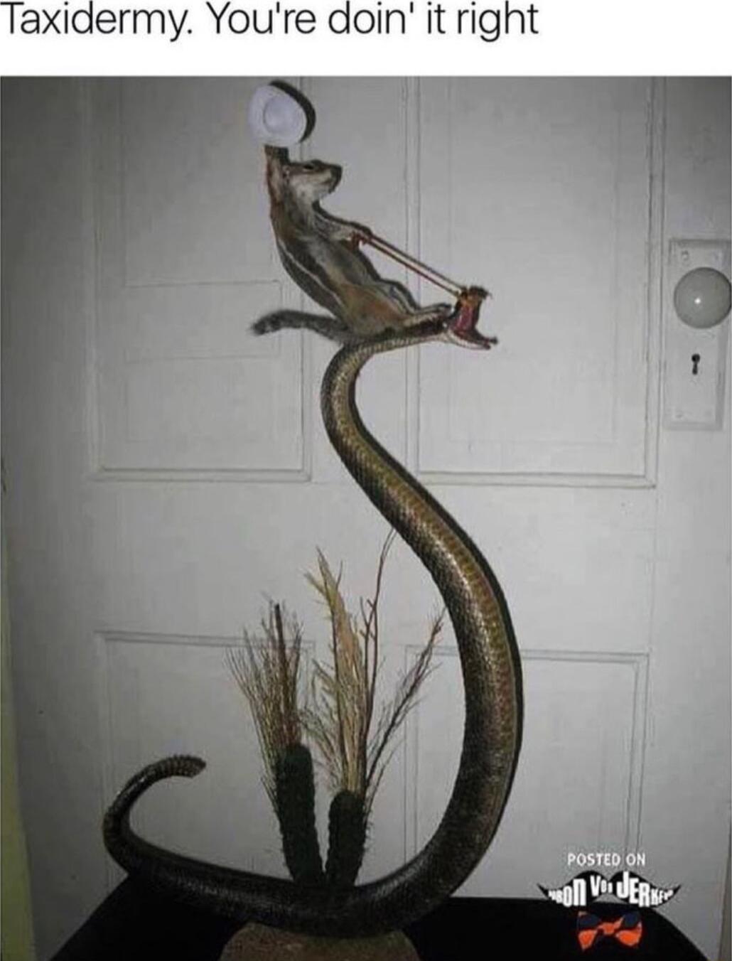 Taxiaermy Youre doin it right