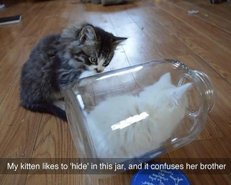 My kitten likes to hide in this jar and it confuses her brother