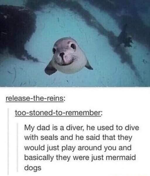 release the reins too stoned to remember My dad is a diver he used to dive with seals and he said that they would just play around you and basically they were just mermaid dogs