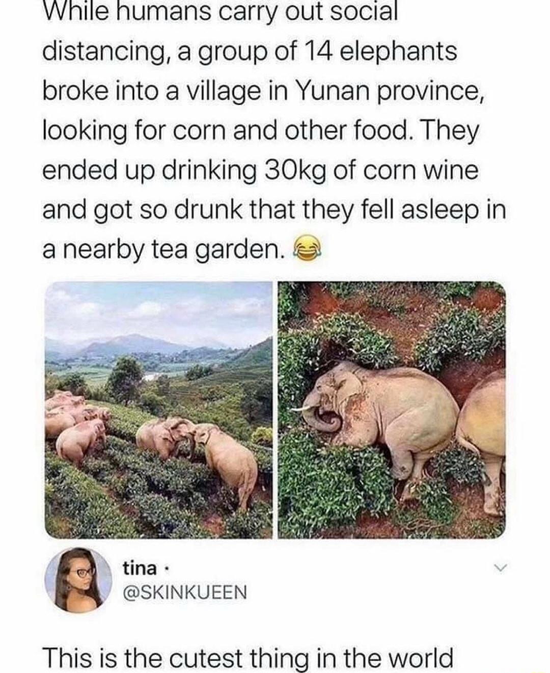 While humans carry out social distancing a group of 14 elephants broke into a village in Yunan province looking for corn and other food They ended up drinking 30kg of corn wine and got so drunk that they fell asleep in anearby tea garden tina SKINKUEEN _ This is the cutest thing in the world