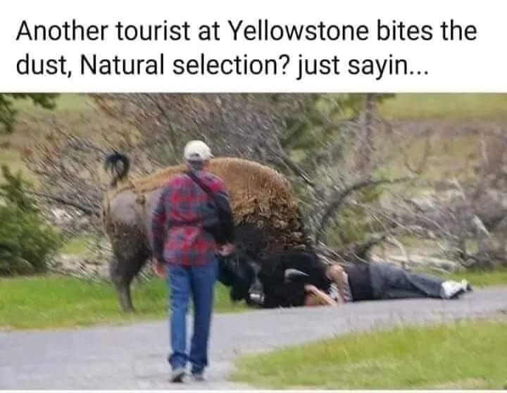 Another tourist at Yellowstone bites the dust Natural selection just sayin