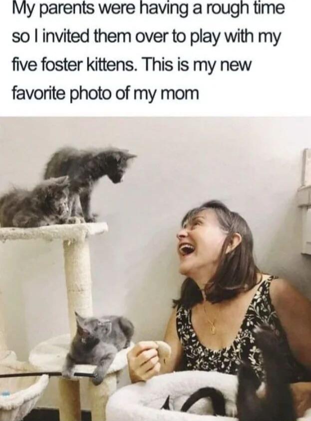 My parents were having a rough time so invited them over to play with my five foster kittens This is my new favorite photo of my mom