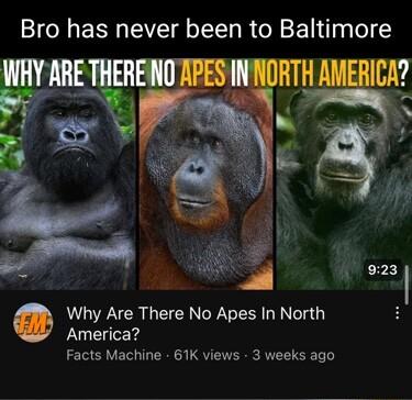 Bro has never been to Baltimore A 923 Why Are There No Apes In North America Facts Machine 61K views 3 weeks ago