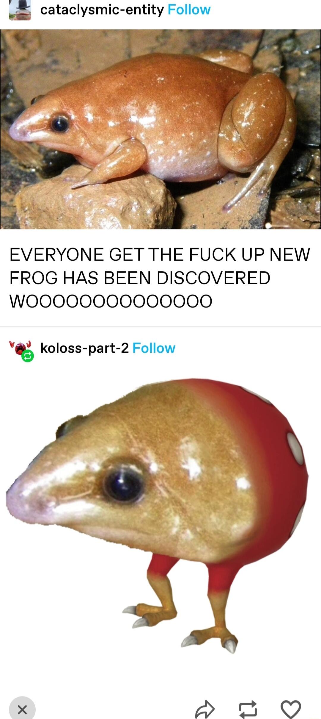 cataclysmic entity Follow oo EVERYONE GET THE FUCK UP NEW FROG HAS BEEN DISCOVERED WOO000000000000 s koloss part 2 Follow