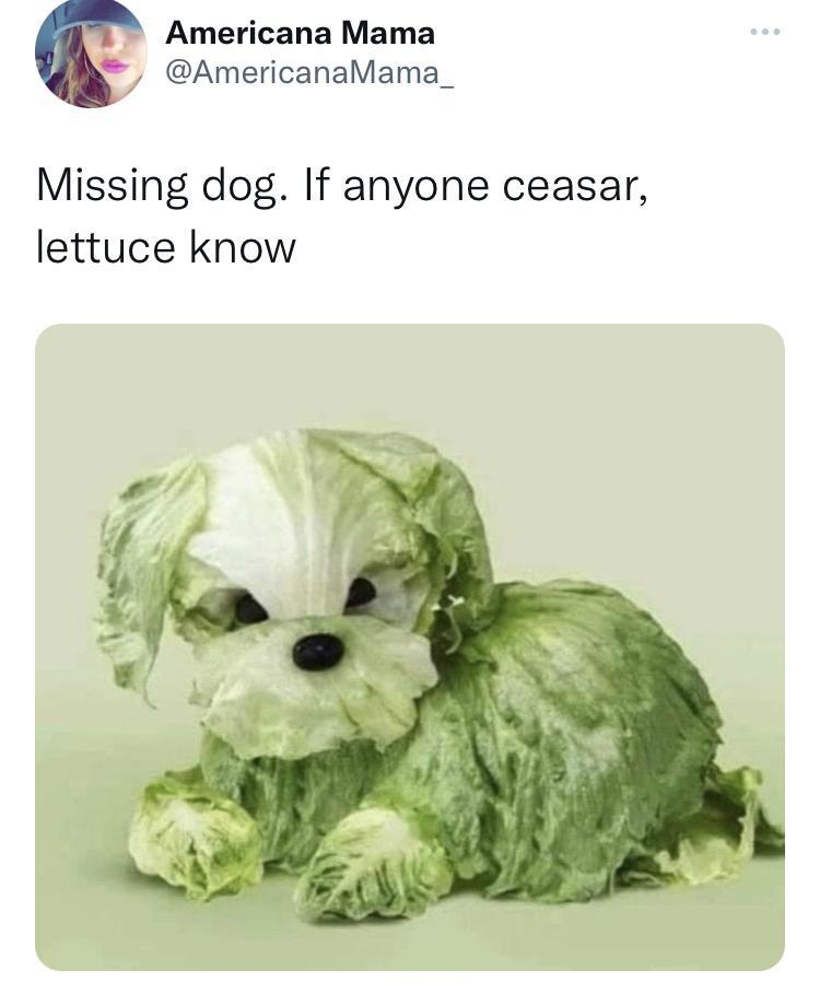 Americana Mama AmericanaMama_ Missing dog If anyone ceasar lettuce know